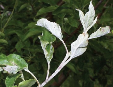 Figure 3 apple dd .jpg